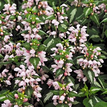 image LAMIUM MACULATUM SHELL PINK BQ10