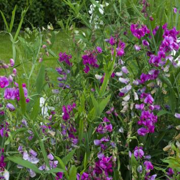 image LATHYRUS LATIFOLIUS PEARL MIX BQ10