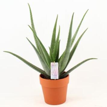 image ALOE VERA P TERRE