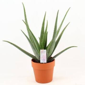 image ALOE VERA P TERRE