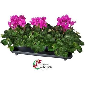 image CYCLAMEN SUPER SERIE ROSE