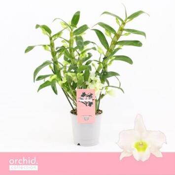 image DENDROBIUM 3BR NOBILE BLANC