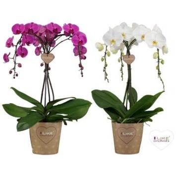 image PHALAENOPSIS 3BR UMBRELLA VARIE