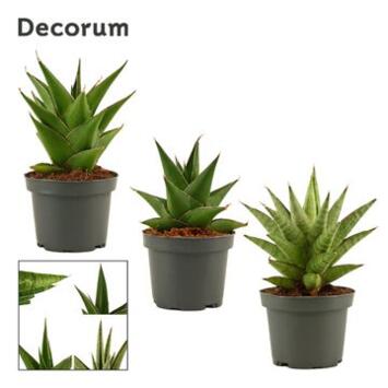 image SANSEVIERIA CROWN VARIE