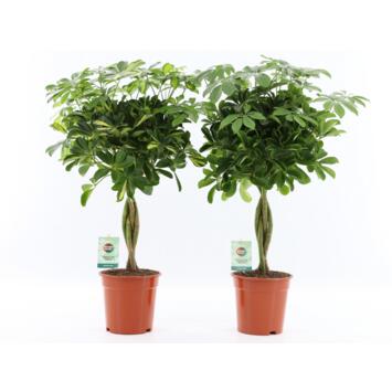 image SCHEFFLERA ARBORICOLA TRESSE