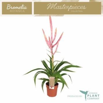 image TILLANDSIA DOLCE