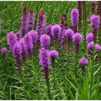 image LIATRIS SPICATA KOBOLD STRAIN BQ10