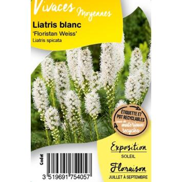 image LIATRIS SPICATA FLORISTAN WEISS BQ10