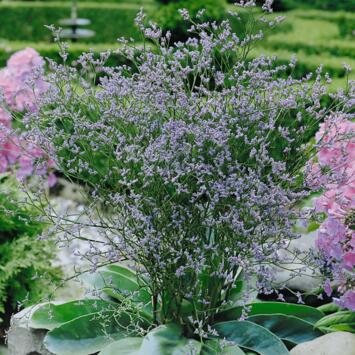 image LIMONIUM LATIFOLIUM BQ10