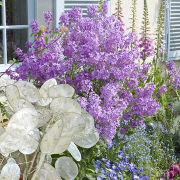 image LUNARIA ANNUA VIOLETTE BQ10