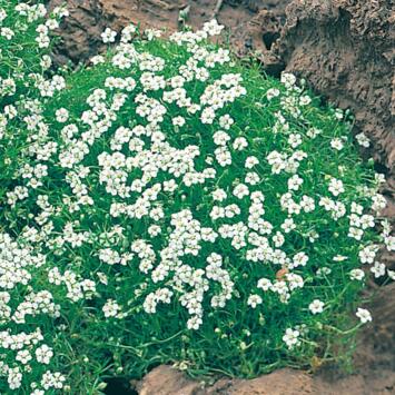 image SAGINA SUBULATA BQ10