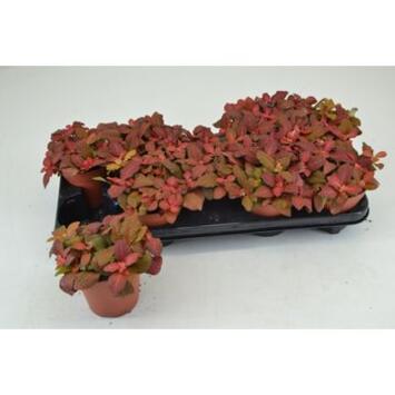 image FITTONIA RUBY RED