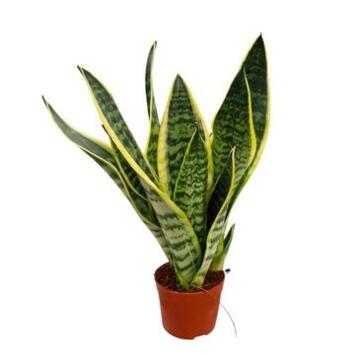 image SANSEVIERIA FUTURA SUPERBA