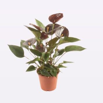 image ANTHURIUM ANDREANUM CHOCOLAT