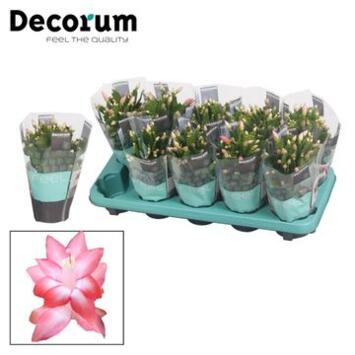 image SCHLUMBERGERA NAOMI