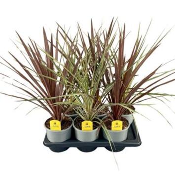 image CORDYLINE AUSTRALIS VARIE