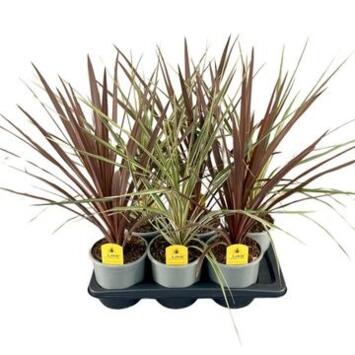 image CORDYLINE AUSTRALIS VARIE
