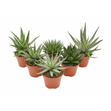 image ALOE VARIES