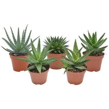 image ALOE VARIES