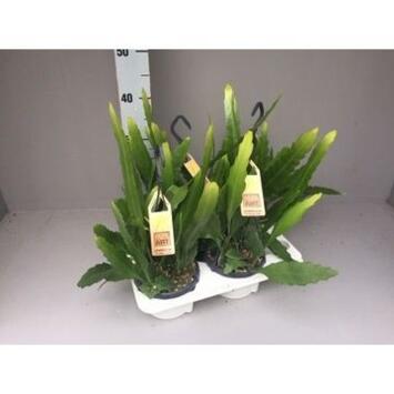 image EPIPHYLLUM FRUHLINGSGOLD