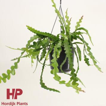 image EPIPHYLLUM ANGULIGER SUSP