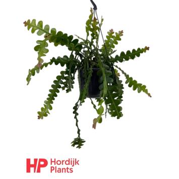 image EPIPHYLLUM ANGULIGER SUSP