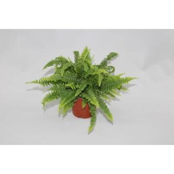 image NEPHROLEPIS GREEN LADY