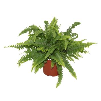 image NEPHROLEPIS GREEN LADY