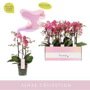 image PHALAENOPSIS 3BR MF AROMIO FLORAL