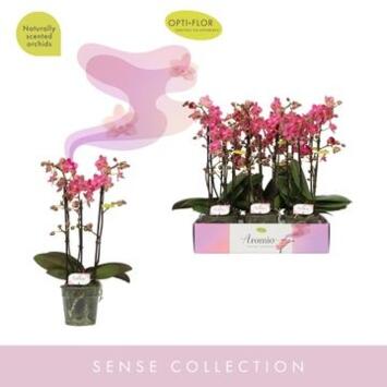 image PHALAENOPSIS 3BR MF AROMIO FLORAL