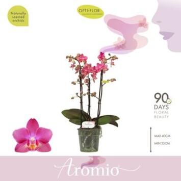 image PHALAENOPSIS 3BR MF AROMIO FLORAL