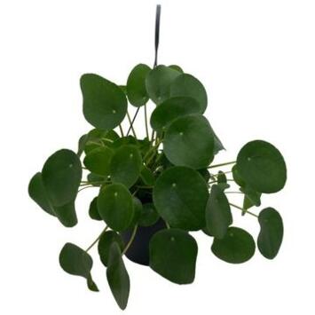 image PILEA PEPEROMOIDES