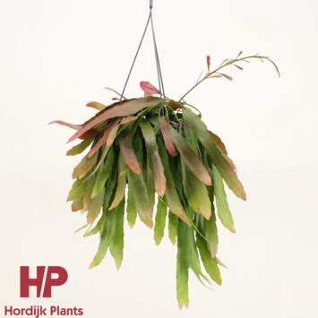 image PSEUDORHIPSALIS RED CORAL SUSP
