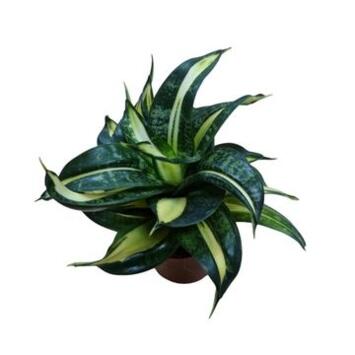 image SANSEVIERIA TRIFASCIATA HAHNII
