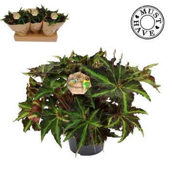 image BEGONIA REX MAGIC COLOURS LION DANCE