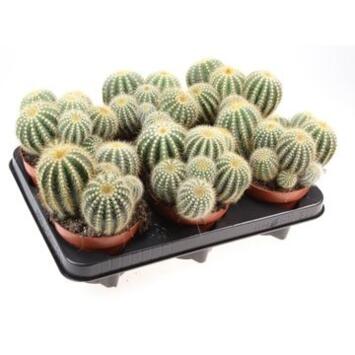 image CACTUS NOTO WARASSI