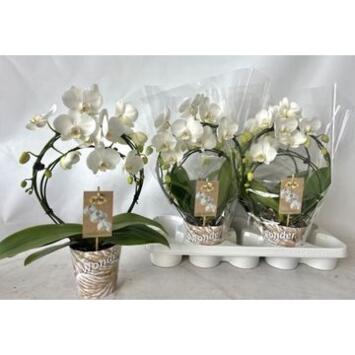 image PHALAENOPSIS 3BR BLANC ARCEAU