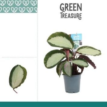 image CALATHEA ROYAL