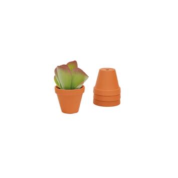 image KALANCHOE THYRSIFLORA P TERRE
