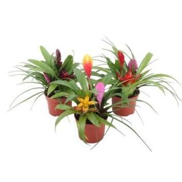 image BROMELIACEE X3