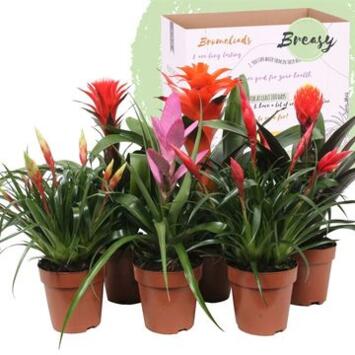 image BROMELIACEE ROYAL CUPCAKE