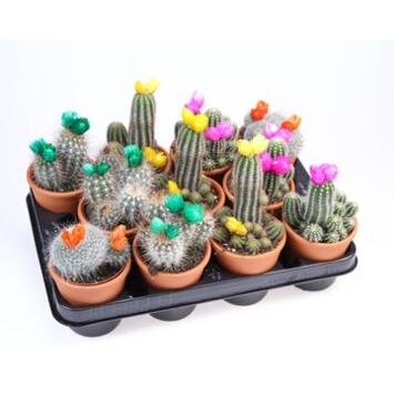 image CACTUS FL IMIT VARIE P TERRE