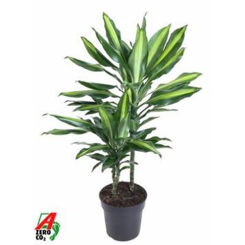 image DRACAENA CINTHO 30-15