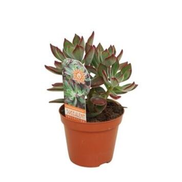 image ECHEVERIA PULVINATA DEVOTION