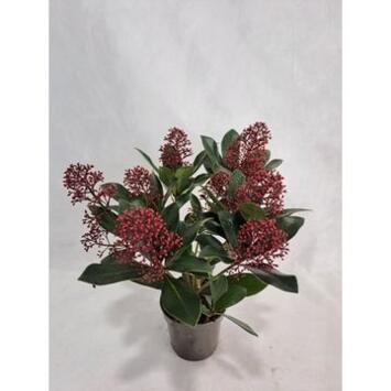 image SKIMMIA RUBELLA