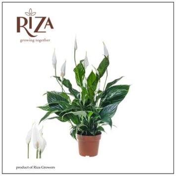 image SPATHIPHYLLUM SWEET CURIOSA