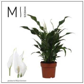 image SPATHIPHYLLUM SWEET CURIOSA