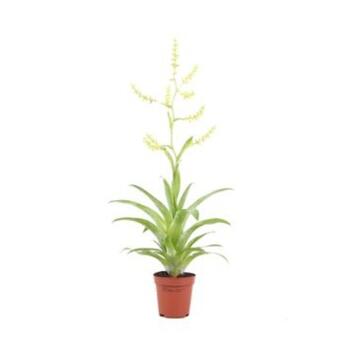 image CATOPSIS MORRENIANA