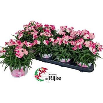image OEILLET SPRINT PINK AND PROUD