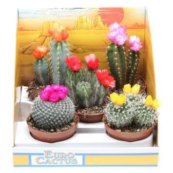 image CACTUS FL IMIT